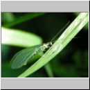 Chrysoperla carnea - Florfliege 02.jpg